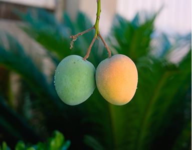 Cambodian Mango