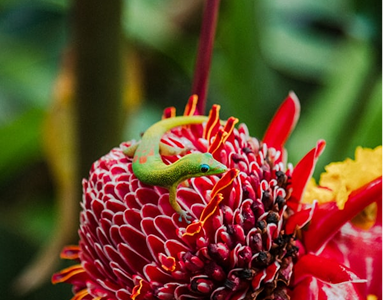 Dragon Fruit